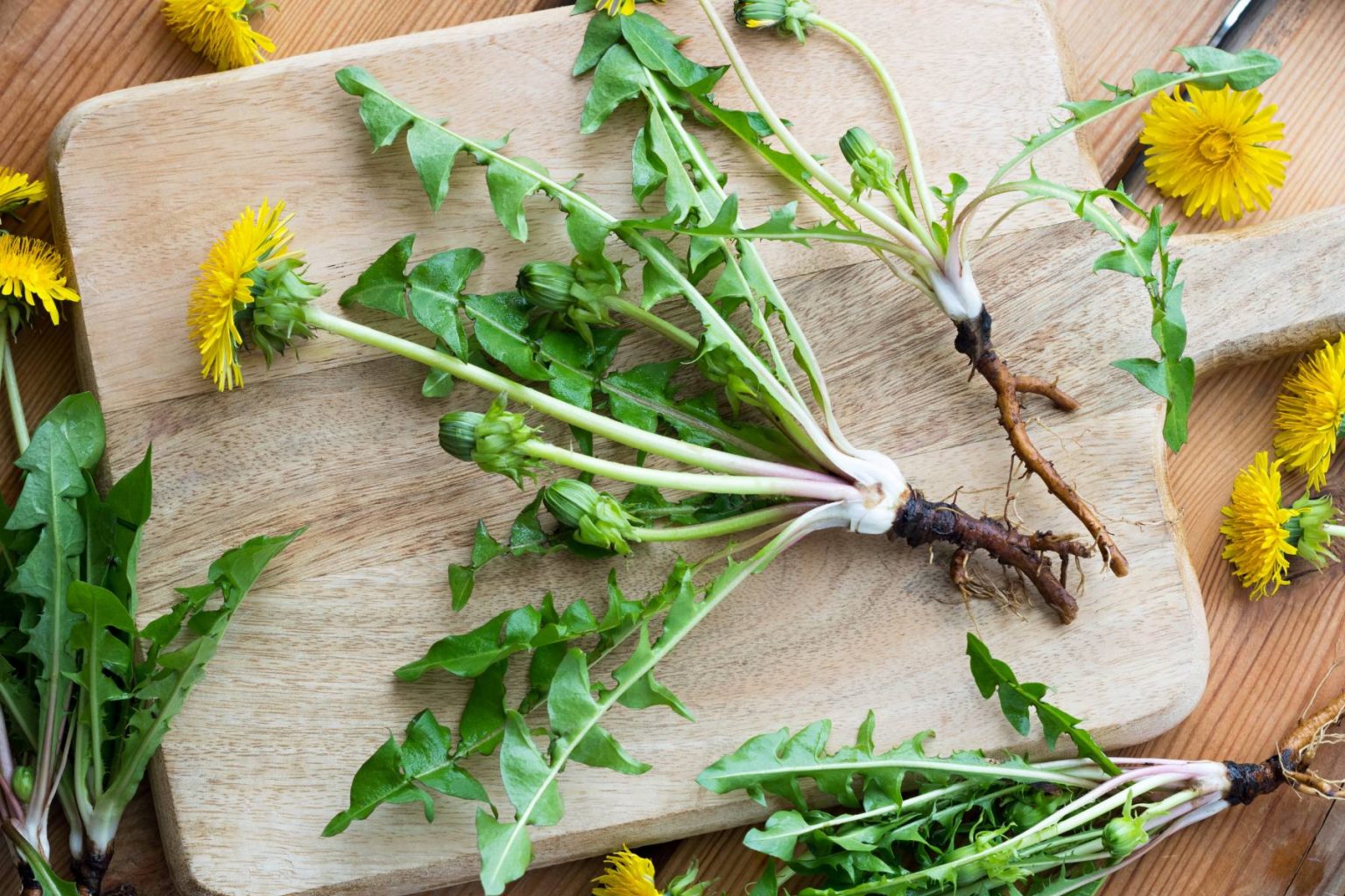 Can You Eat Dandelions? Benefits Root to Fluff Countryside